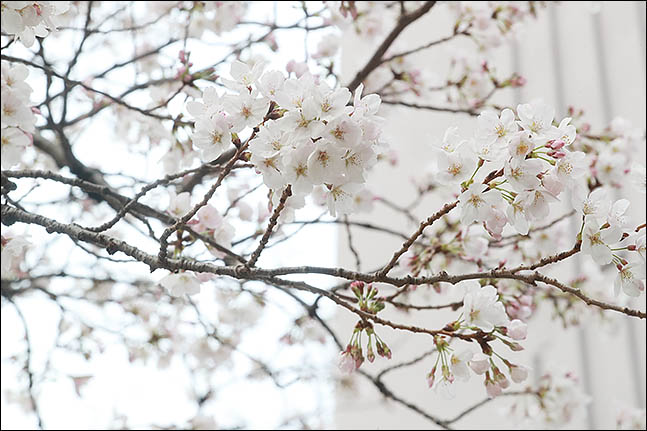 절기상 낮과 밤의 길이가 같아진다는 춘분인 21일 오후 창원 성산구의 한 아파트에 봄을 알리는 벚꽃이 활짝 피어있다. ⓒ데일리안 류영주 기자