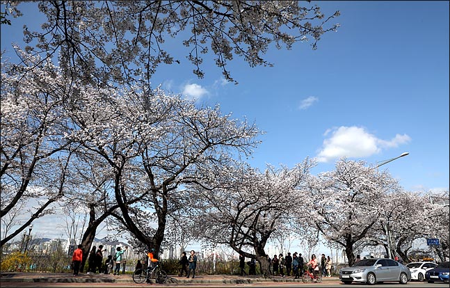 서울 여의도 국회 인근 도로에 핀 벚꽃 너머로 오랜만에 만나는 미세먼지 없는 파란 하늘이 보이고 있다. ⓒ데일리안 박항구 기자