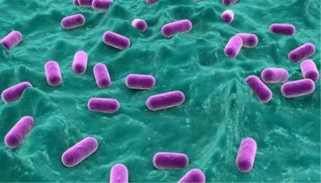 유산균(프로바이오틱스)이 국민 필수 건강기능식품으로 자리잡으면서 바이오 업계의 경쟁이 치열하다. ⓒ게티이미지뱅크