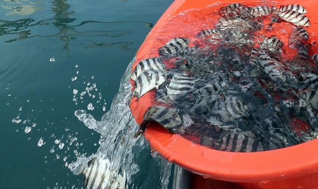 부산시 수산자원연구소가 어업인 소득향상에 기여하고자 키운 어린 돌돔 4000마리가 방류되고 있다. ⓒ연합뉴스 자료사진