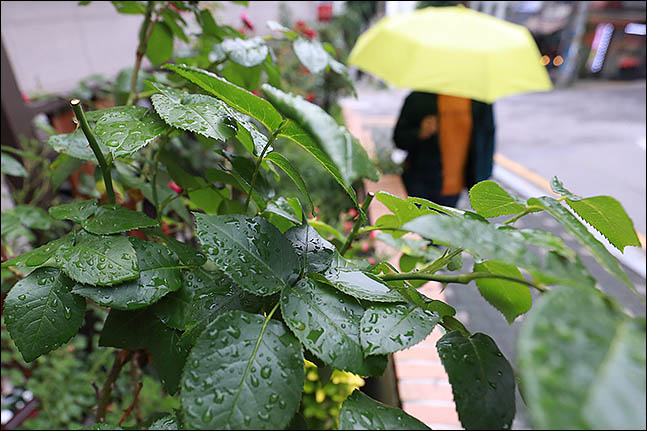 서울 관악구의 한 거리에 비에 젖은 잎사귀 옆으로 우산을 쓴 시민이 지나가고 있다.ⓒ데일리안 류영주 기자