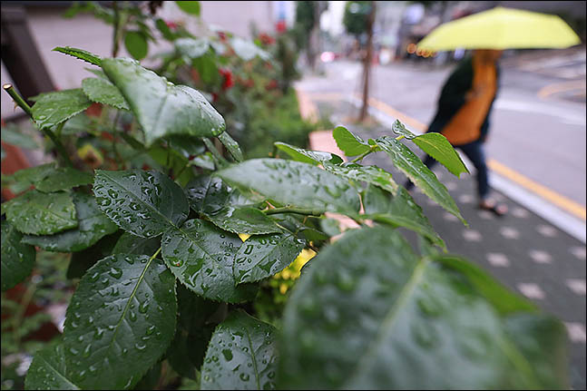 지난달 27일 서울 관악구의 한 거리에서 우산을 쓴 시민이 지나가고 있다. ⓒ데일리안 류영주 기자