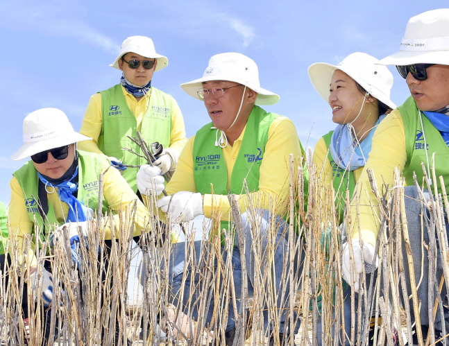 현대차그룹 정의선 수석부회장이 중국 네이멍구 지역 사막화 방지를 위한 현지 생태복원 봉사활동을 했다.ⓒ현대자동차그룹