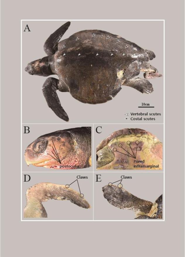 미기록 보고를 위한 논문에 실린 올리브바다거북 개체 특성 ⓒ해수부