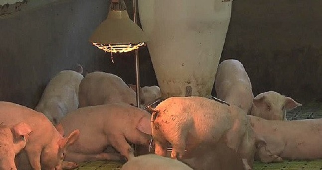 폐사율 최대 100%에 이르는 치명적인 돼지 전염병인 아프리카돼지열병(ASF)이 국내 처음 발생한 가운데 관련 테마주가 부상하고 있다.(자료사진)ⓒ데일리안