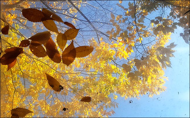 일교차가 크고 기온변화가 심한 전형적인 가을 날씨가 이어지고 있는 25일 서울 여의도 국회 휴게실의 천정 유리창 위로 파란 가을 하늘을 배경으로 노랗게 물든 낙엽이 떨어져 있다. ⓒ데일리안 박항구 기자