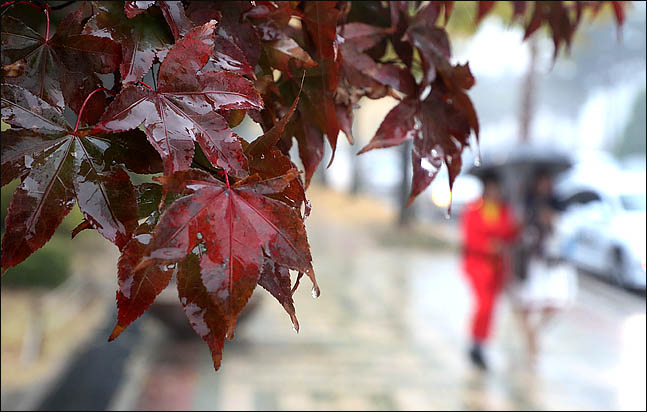 곱게 물든 단풍잎이 가을비에 젖어가고 있다. ⓒ데일리안 박항구 기자