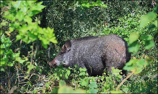 강원 영월지역 한 야산에서 멧돼지 포획에 나섰던 엽사가 멧돼지 공격을 받아 사망했다.(자료사진)ⓒ연합뉴스