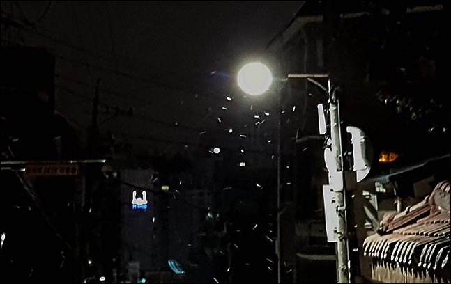 지난 11월 19일 오전 서울 관악구 미성동 주택가 골목 가로등 불빛 사이로 첫 눈이 살포시 내리고 있다.ⓒ데일리안 박항구 기자