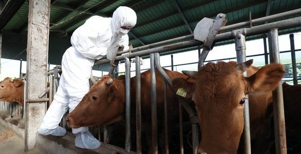 구제역 발생 가능성에 미리 대비하고자 한 축산농가에서 수의사가 소에게 구제역 일제 접종을 하고 있다. ⓒ연합뉴스