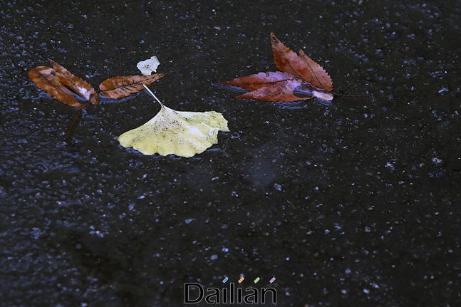 겨울비가 내린 17일 오전 서울 중구 정동에서 낙엽이 빗물과 함께 바닥에 고여 있다. ⓒ데일리안 홍금표 기자