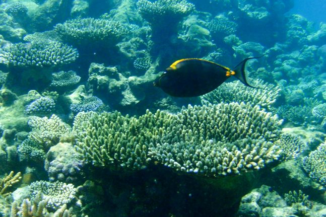 몰디브의 엠부두 섬 수중 산호초 사이로 물고기 한마리가 먹이를 찾고 있다.ⓒ신화/뉴시스