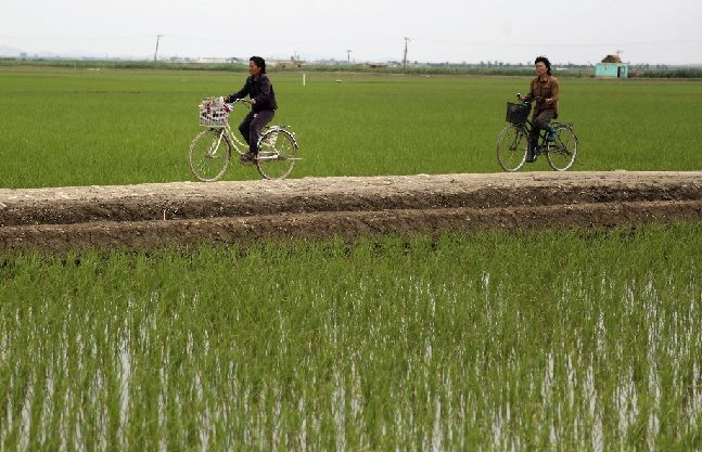 북한 사리원에서 자전거를 탄 두 여성이 모내기를 끝낸 들판 길을 천천히 달리고 있다(자료사진). ⓒ뉴시스