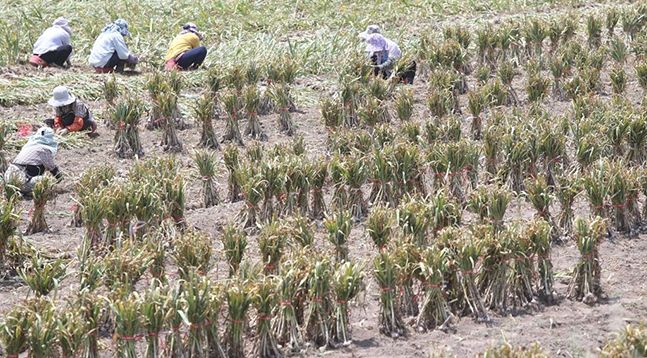 한 마늘밭에서 농민들이 마늘 수확 작업을 하고 있다. ⓒ연합뉴스