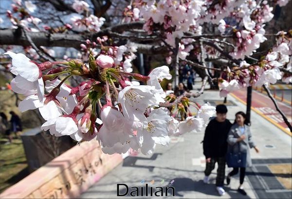 벚꽃이 피어난 길을 시민들이 지나고 있다(자료사진). ⓒ데일리안 홍금표 기자