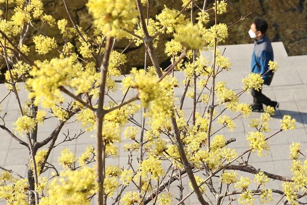 연일 완연한 봄 날씨가 이어지고 있는 23일 서울 청계천에 핀 산수유 나무 아래로 마스크를 쓴 시민이 산책을 하고 있다. ⓒ데일리안 류영주 기자