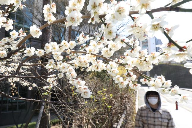 연일 완연한 봄 날씨가 이어지고 있는 23일 오후 서울 종로구의 한 거리에 벚꽃이 피어있다. ⓒ데일리안 류영주 기자