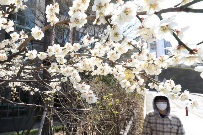서울 종로구의 한 거리에 벚꽃이 피어있다. ⓒ데일리안 류영주 기자