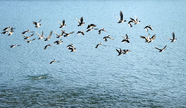 경남 밀양시 밀양강을 찾은 겨울 철새가 무리 지어 노닐고 있다. ⓒ뉴시스