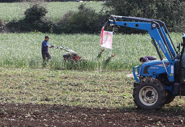 제주 지역 마을농가들이 마늘밭에서 산지폐기에 따른 정부의 대책마련을 촉구하는 기자회견을 연 가운데 한 농민이 밭을 갈아엎고 있다. ⓒ뉴시스