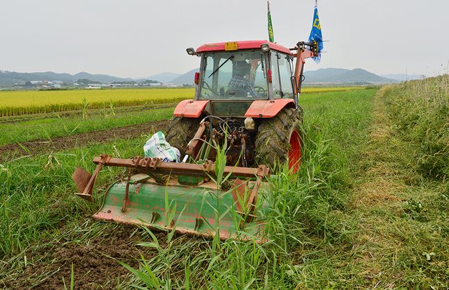 광주·전남 농민들이 ‘논 타작물 재배지원사업’에 참여한 농가 피해대책 마련을 촉구하며, 옥수수를 심은 농지를 갈아엎고 있다. ⓒ뉴시스