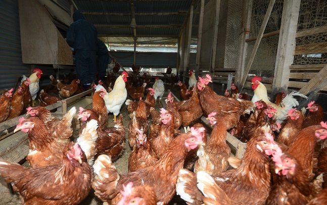 전남 해남의 한 양계장에서 불이나 닭 3만여마리가 폐사했다. 사진은 기사 내용과 상관 없음. ⓒ뉴시스