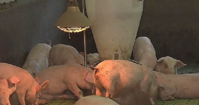 중국에서 팬데믹 가능성이 있는 돼지독감 바이러스가 새로 발견됐다는 연구 결과가 나왔다.(자료사진)ⓒ데일리안