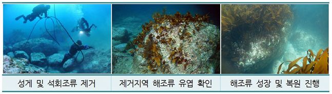 독도 해양생물 다양성 회복사업 경과 ⓒ해수부