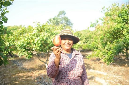 대체소득작물로 키우고 있는 캐슈열매를 들고 있는 지역주민 ⓒ산림청