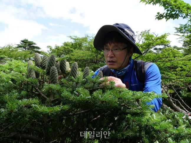 국립생태원 연구진이 한라산 구상나무를 조사하고 있다. ⓒ국립생태원