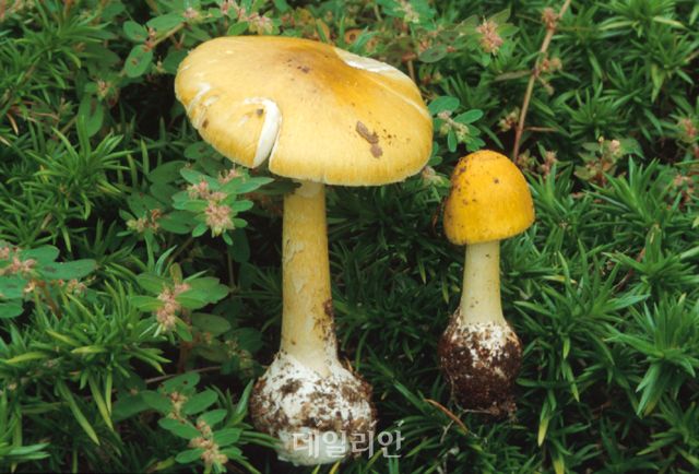 대표적인 독버섯으로 분류되고 있는 개나리광대버섯. ⓒ농촌진흥청