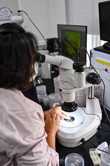 최효원 연구사가 고추흰가루병에 걸린 고추잎을 현미경으로 관찰하고 있다. ⓒ배군득 기자