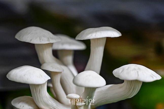 국내 기술로 개발된 느타리버섯 '세나' 갓 모양이 흰색인 느타리버섯은 세나가 유일하다. 유럽을 겨냥해 개발한 세나가 내년에 어떤 활약을 할지 벌써부터 기대된다. ⓒ배군득 기자