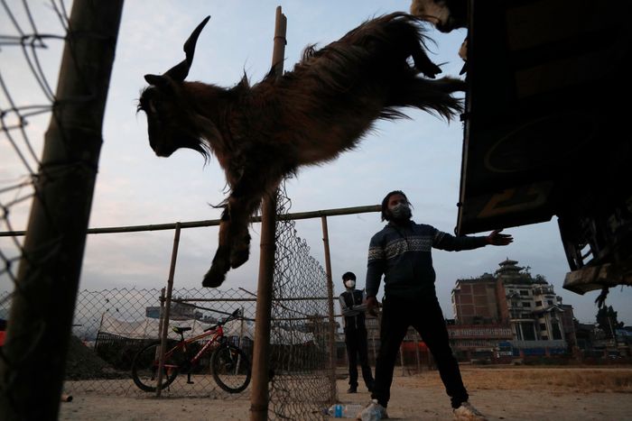 네팔 카트만두에서 한 남성이 다샤인 축제 동안 제물로 쓰일 염소를 팔기 위해 차량에서 내리고 있다.(기사내용과 관계 없음). ⓒ뉴시스