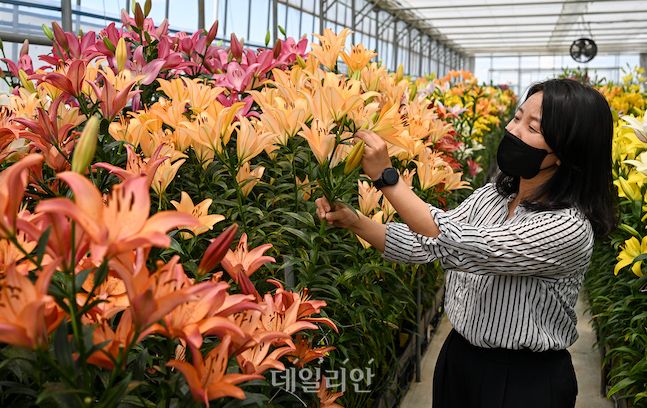 서경혜 농업연구사가 국산 품종으로 개발된 나리를 살펴보고 있다. ⓒ배군득 기자