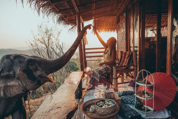 태국 치앙마이 '코끼리와의 하루' 일정 중 코끼리 먹이주기 체험.ⓒ하나투어