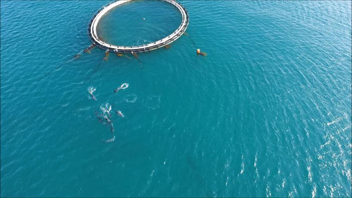 지난 2015년 태산이, 복순이 방류 당시 해상 가두리 훈련 중 야생 돌고래 무리와의 접촉·교감 ⓒ해수부
