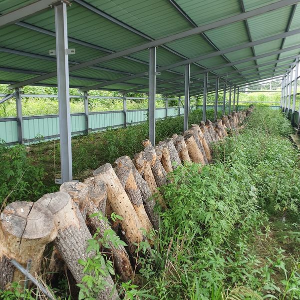 농지 용도 변경을 피하고자 태양광발전시설 아래 만들어 놓은 가짜 버섯 재배 농장 ⓒ국무조정실