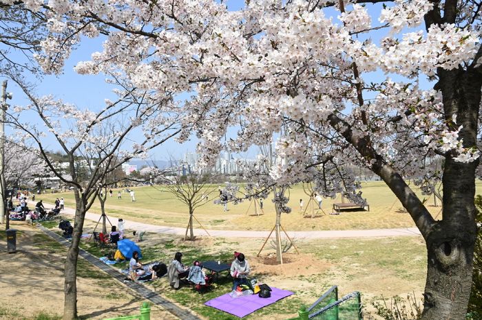 서호 인근 잔디밭에서 시민들이 벚꽃과 함께 소풍을 즐기고 있다.ⓒ수원시 제공