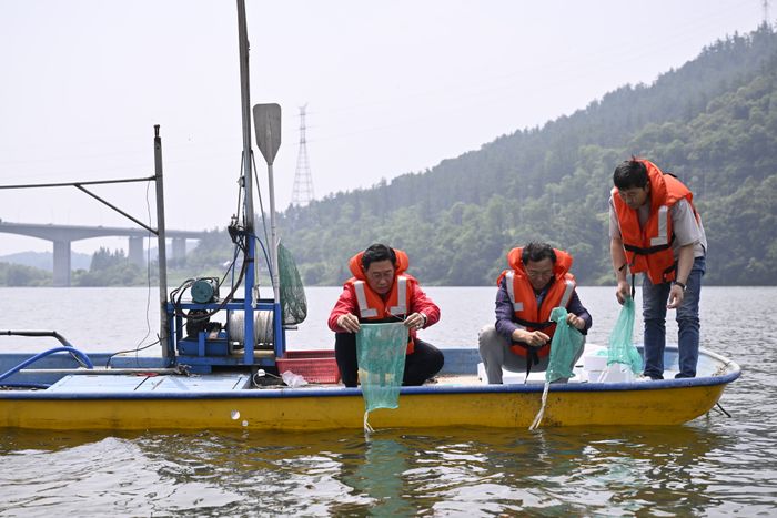 양평군은 수산자원을 회복하고 어업인의 소득증대를 위해 참게 종묘 8만 7000마리를 남한강에 방류했다.ⓒ양평군
