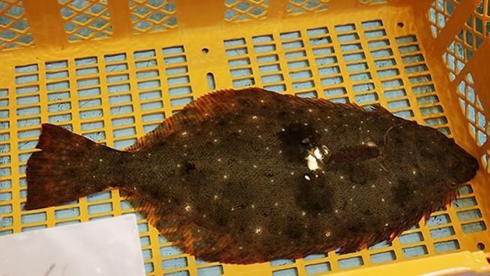 일본 후쿠시마현 오나하마어시장에 후쿠시마 앞바다에서 잡힌 생선이 진열돼 있다. ⓒ 연합뉴스