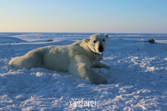 기후변화로 북극 얼음이 녹아 없어지면서 북극곰들이 물개를 사냥할 사냥터가 좁아지고 있다. ⓒ뉴시스