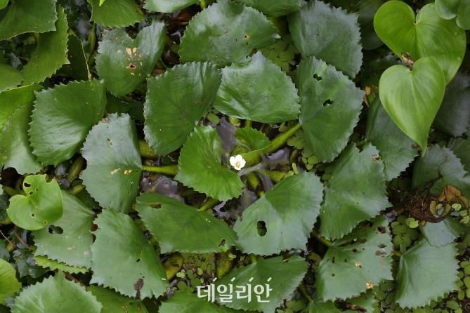 낙동강생물자원관 ‘마름’ 추출물서 어류 패혈증 바이러스 억제 효능 발견
