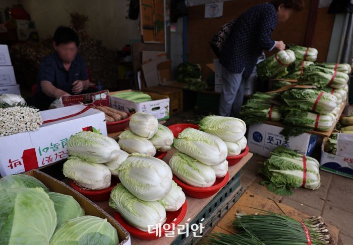 배추 1포기당 1만원 육박…폭염에 들썩이는 채소 물가