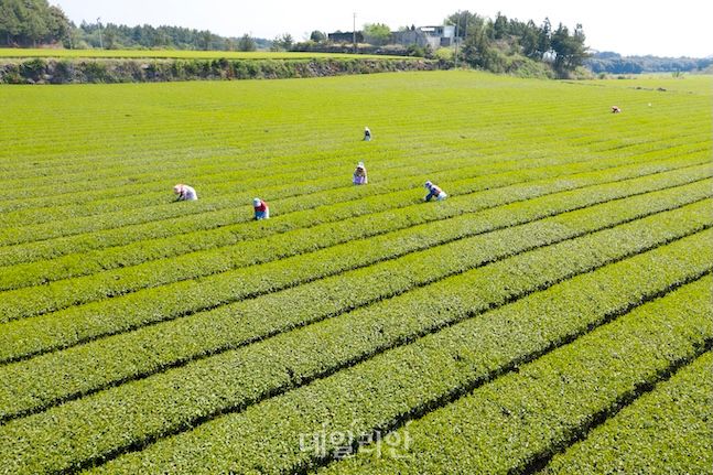 녹차용 차나무, 2090년대에 전국서 재배