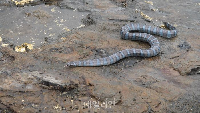 해수부, 이달의 해양 생물 ‘넓은띠큰바다뱀’ 선정