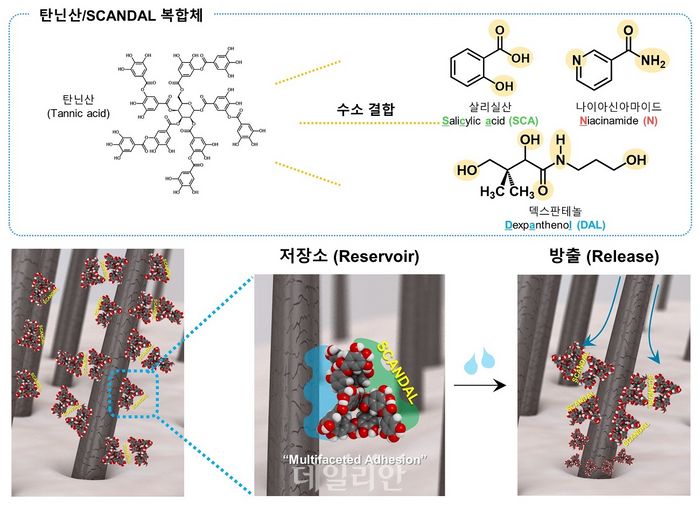 '탈모 최대 90% 감소'…KAIST, 탄닌산 기반 코팅 기술 활용한 탈모 예방 기술 개발