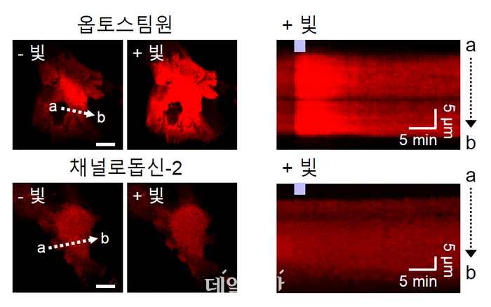 IBS, 별세포 칼슘 신호 조절해 뇌졸중 후 운동 기능 회복 촉진 규명