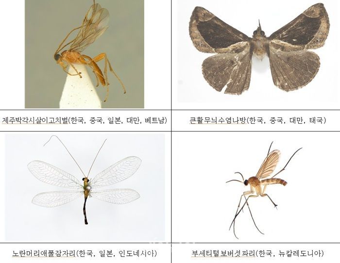 국내 ‘아열대성’ 곤충 5년 새 2.5배 늘어…“기후변화 영향”