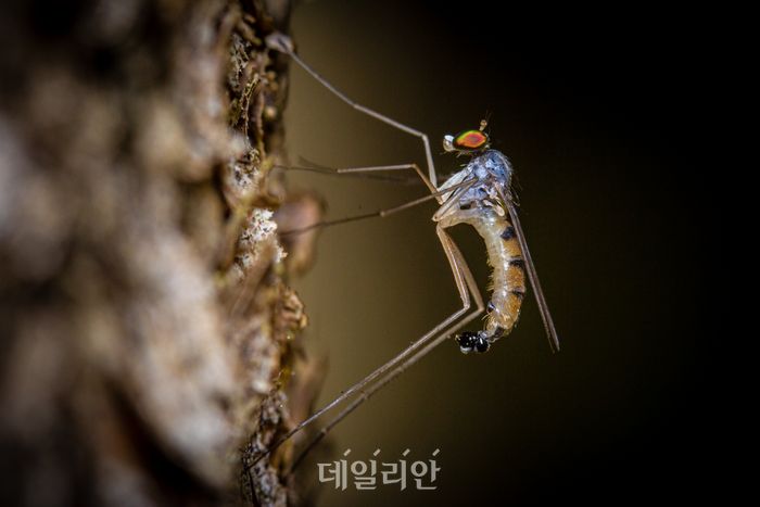 이제 겨울 끝…‘감염병 매개’ 모기 감시 시작